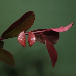 Honeyandmilk - Boucles d'oreilles Eve