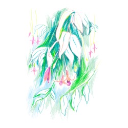 Julia Riffiod - Les Fuchsia