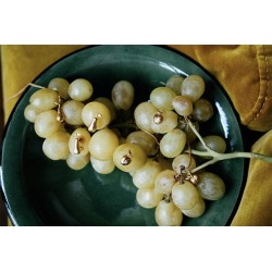 Laurène Vernet - Collier poire